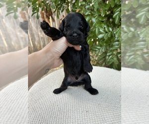 Aussiedoodle Miniature Puppy for sale in BURLESON, TX, USA