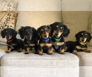 Dachshund Litter for sale in MARINA, CA, USA