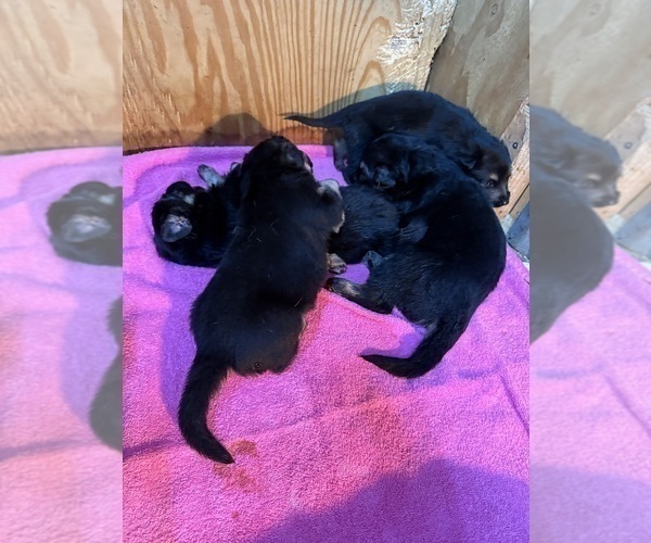 Medium Photo #17 German Shepherd Dog Puppy For Sale in BRIGHTON, CO, USA