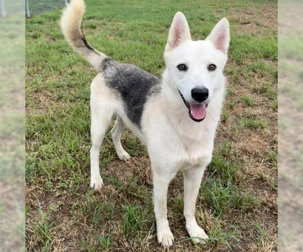 Medium Photo #2 German Shepherd Dog-Unknown Mix Puppy For Sale in Conroe, TX, USA