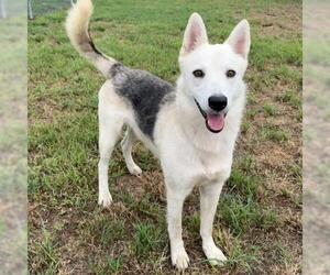 FORD - Male German Shepherd Dog-Unknown Mix Dog for Adoption - Photo #2