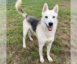Small Photo #2 German Shepherd Dog-Unknown Mix Puppy For Sale in Conroe, TX, USA