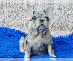 French Bulldog Puppy for sale in BOSTON, MA, USA