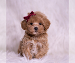Puppy Abbie F1 Maltipoo (Miniature)