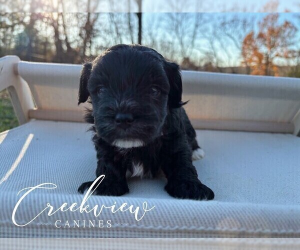 Medium Photo #2 Havapoo Puppy For Sale in NIANGUA, MO, USA