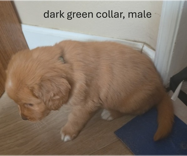 Medium Photo #2 Golden Retriever Puppy For Sale in EXETER, CA, USA