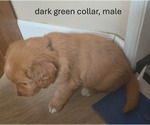 Puppy dark green Golden Retriever
