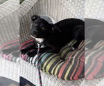 Small #7 American Pit Bull Terrier Mix