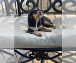 Small Photo #3 Cavalier King Charles Spaniel Puppy For Sale in BENTONVILLE, AR, USA
