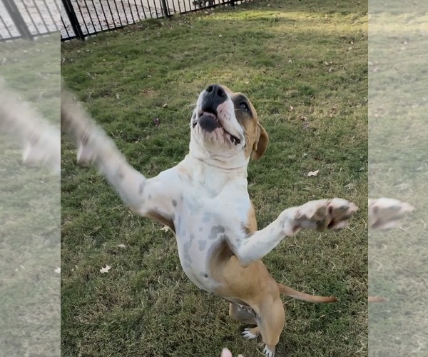 Medium Photo #10 Boxer-Unknown Mix Puppy For Sale in Holly Springs, NC, USA
