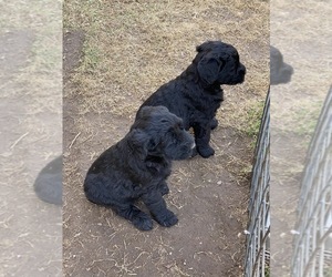 Schnauzer (Giant) Puppy for sale in DECATUR, TX, USA