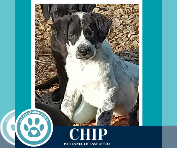 Medium Photo #4 Labrador Retriever-Unknown Mix Puppy For Sale in Kimberton, PA, USA