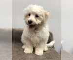 Small #1 Bichon Frise