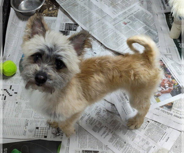 Medium Photo #1 Cairn Terrier-Unknown Mix Puppy For Sale in Mukwonago, WI, USA