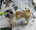 Small Cairn Terrier Mix