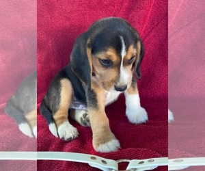 Beagle Puppy for sale in BOWLING GREEN, KY, USA