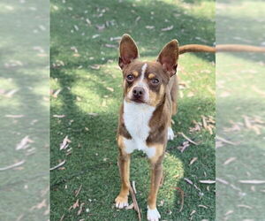 Chihuahua Dogs for adoption in Fremont, CA, USA