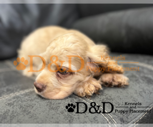 Cocker Spaniel Puppy for sale in RIPLEY, MS, USA