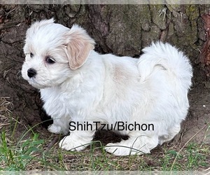 Zuchon Puppy for sale in SILEX, MO, USA