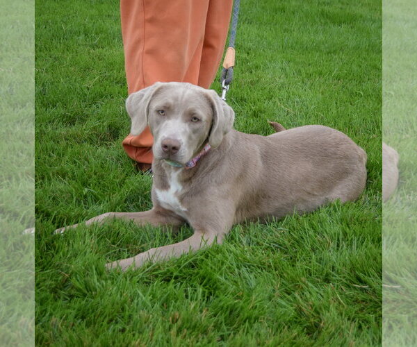 Medium Photo #4 Labmaraner Puppy For Sale in Huntley, IL, USA
