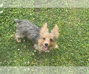Yorkshire Terrier Puppy for sale in MONTGOMERY, AL, USA