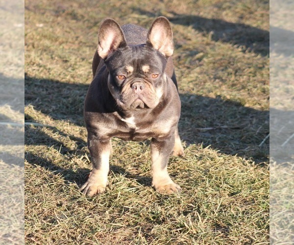 Full screen Photo #1 French Bulldog Puppy For Sale in PALATINE, IL, USA