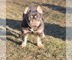 Small Photo #1 French Bulldog Puppy For Sale in PALATINE, IL, USA