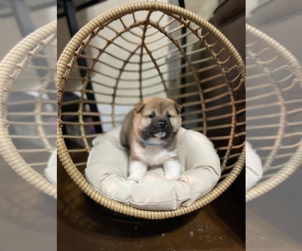 Medium Photo #3 Shiba Inu Puppy For Sale in TEMPLE, TX, USA