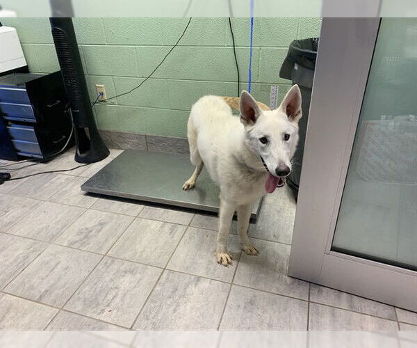 Medium Photo #1 Siberian Husky-Unknown Mix Puppy For Sale in Grand Prairie, TX, USA