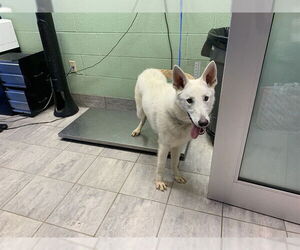 Siberian Husky-Unknown Mix Dogs for adoption in Grand Prairie, TX, USA