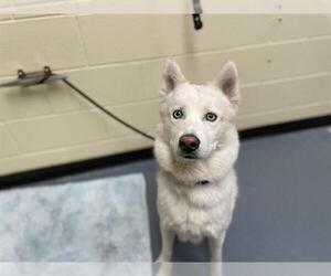 Siberian Husky Dogs for adoption in Denver, CO, USA
