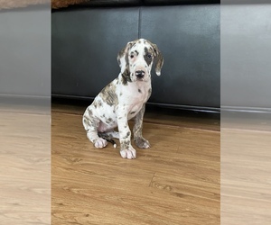 Great Dane Puppy for Sale in HOUSTON, Texas USA