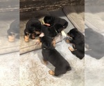 Small #26 Rottweiler