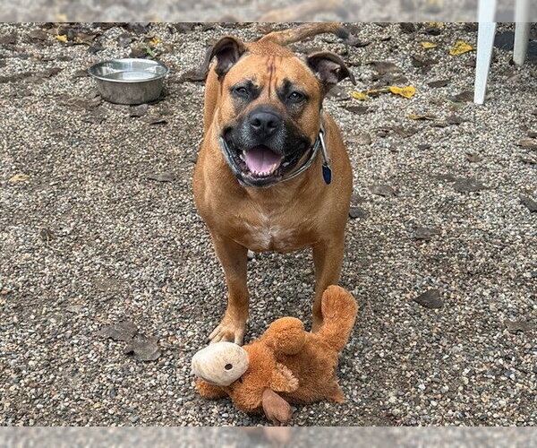 Medium Photo #4 Mutt Puppy For Sale in Ames, IA, USA