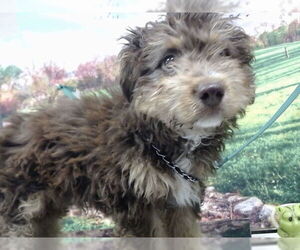 Poodle (Miniature)-Unknown Mix Dogs for adoption in Moreno Valley, CA, USA