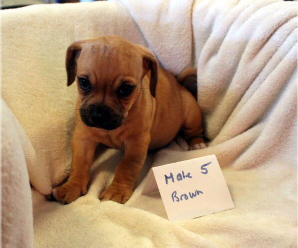 Medium Photo #4 Chiweenie Puppy For Sale in Imperial Beach, CA, USA