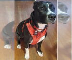Small #1 American Pit Bull Terrier-Labrador Retriever Mix
