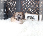 Small #2 Shih Tzu