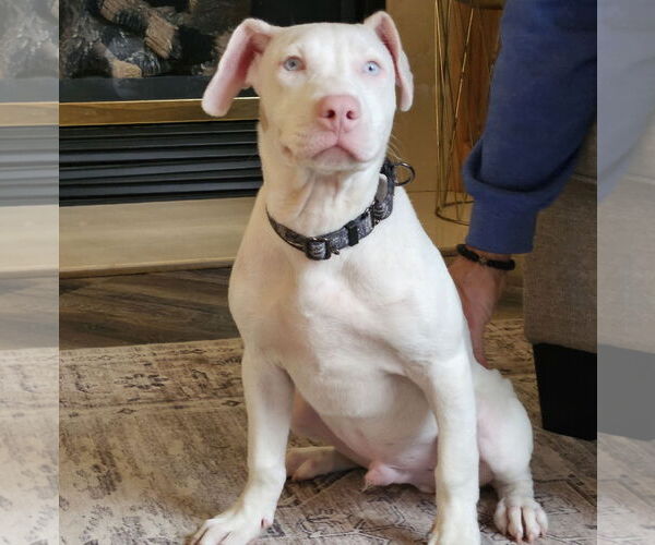 Medium Photo #7 Mutt Puppy For Sale in Brooklyn Center, MN, USA