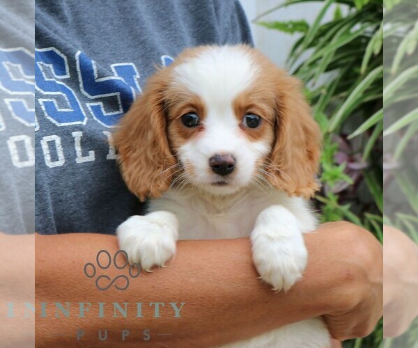 Medium Photo #4 Cavalier King Charles Spaniel-Goldendoodle Mix Puppy For Sale in NARVON, PA, USA