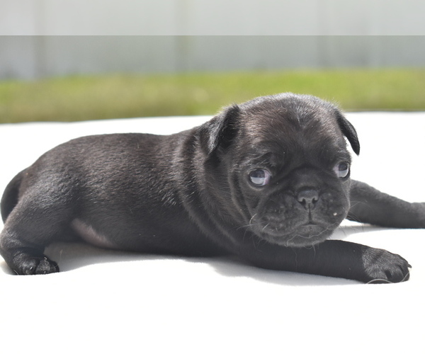 Medium Photo #2 Pug Puppy For Sale in PALM COAST, FL, USA