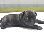 Small #1 Pug