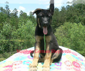 German Shepherd Dog Puppy for Sale in PIEDMONT, Missouri USA