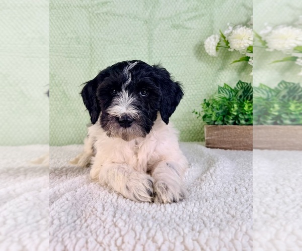 Medium Photo #4 Bernedoodle (Miniature) Puppy For Sale in GREENFIELD, IN, USA