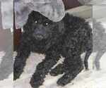 Small Photo #1 Goldendoodle Puppy For Sale in HUDSON, FL, USA