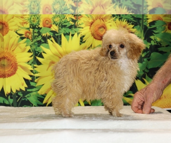 Medium Photo #3 Poodle (Toy) Puppy For Sale in DYERSBURG, TN, USA