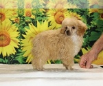 Pretzel - Male Poodle (Toy) Puppy for Sale - Photo #3