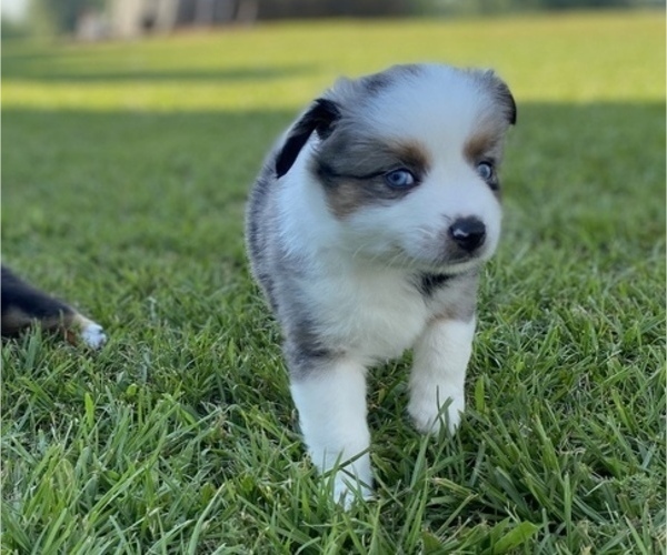 Medium Photo #1 Miniature Australian Shepherd Puppy For Sale in BRANDON, MS, USA