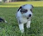 Small Photo #1 Miniature Australian Shepherd Puppy For Sale in BRANDON, MS, USA
