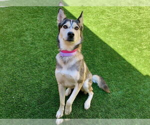 Siberian Husky-Unknown Mix Dogs for adoption in Moreno Valley, CA, USA